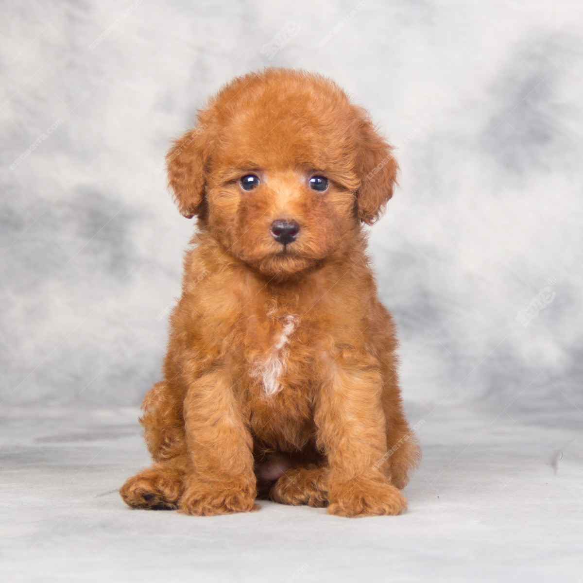 纯种泰迪犬幼犬狗狗出售 宠物泰迪犬可支付宝交易 泰迪/贵宾 /编号10026700 - 宝贝它