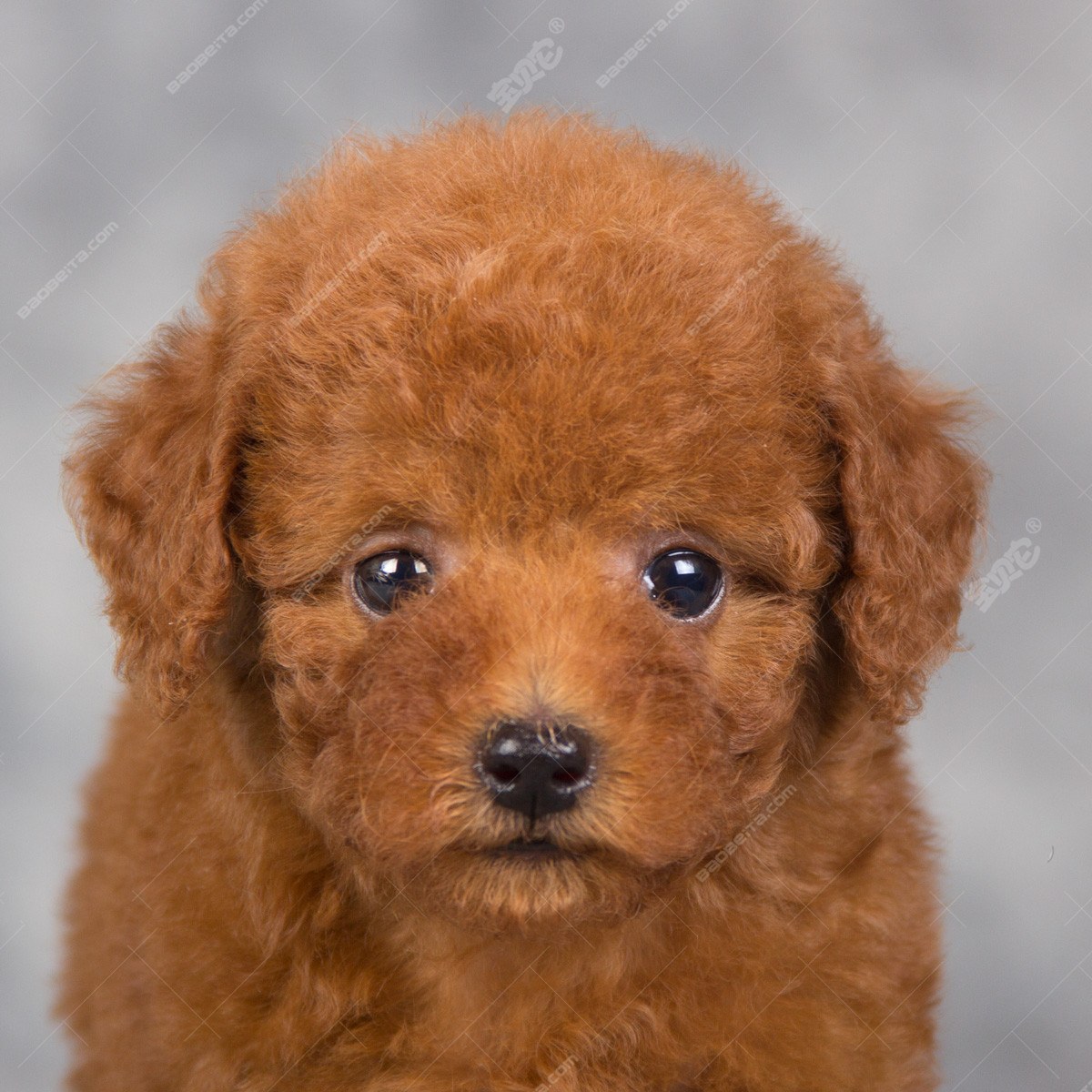 纯种泰迪犬幼犬狗狗出售 宠物泰迪犬可支付宝交易 泰迪/贵宾 /编号10100200 - 宝贝它