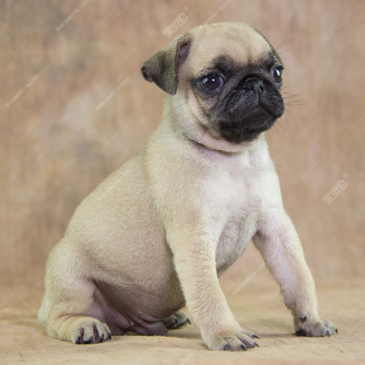 纯种巴哥 宠物巴哥犬 哈巴狗狗出售 视频 支付宝 宝贝
