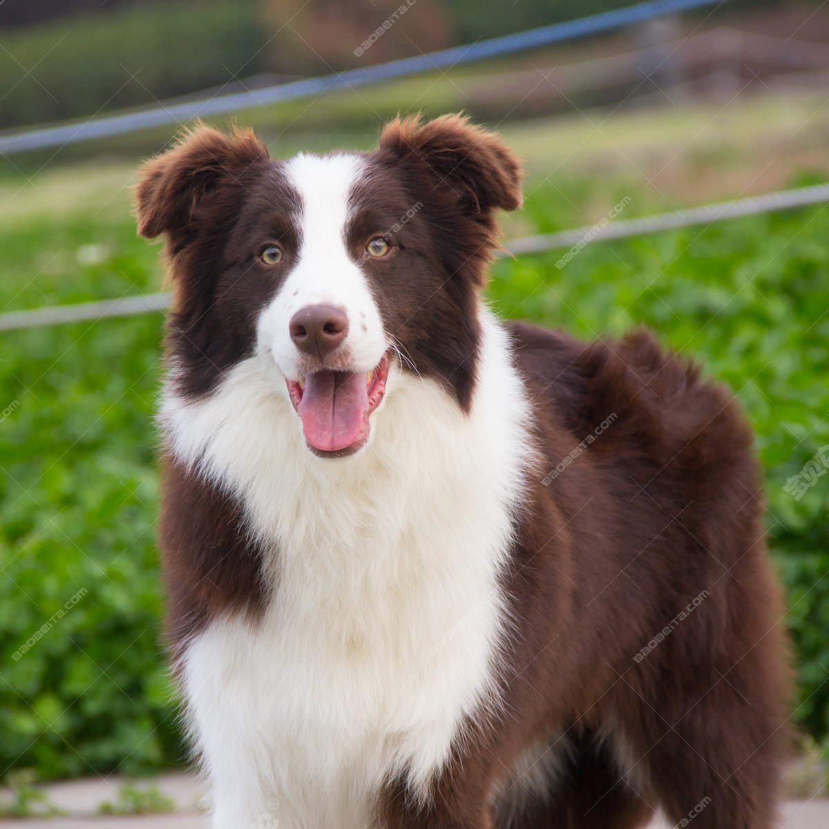 纯种边境牧羊犬幼犬狗狗出售 宠物边境牧羊犬可支付宝交易 边境牧羊犬 /编号10087900 - 宝贝它