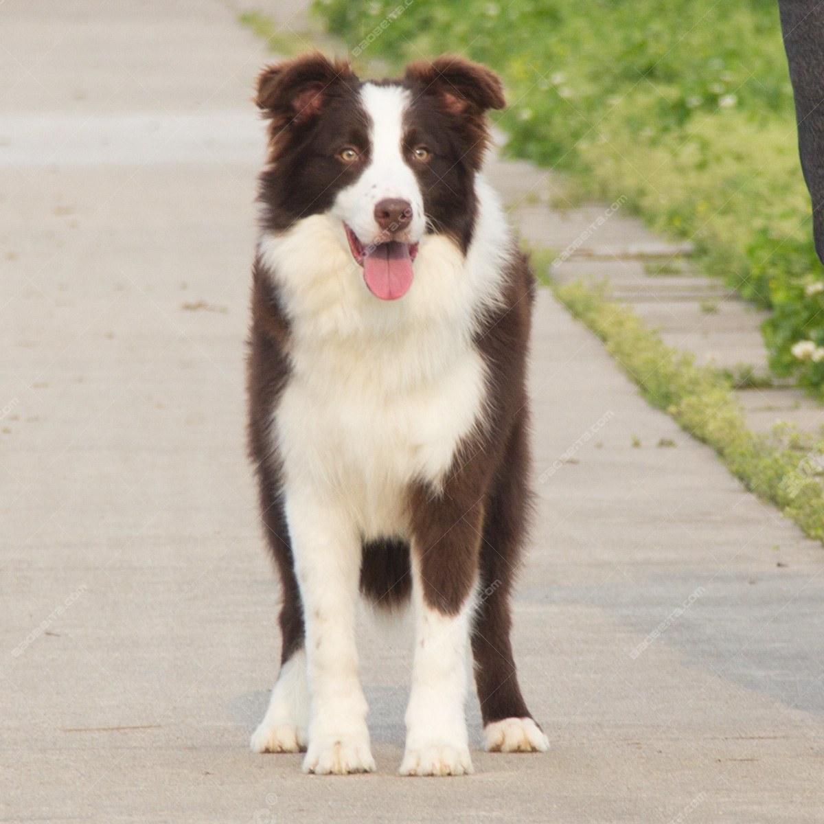 纯种边境牧羊犬幼犬狗狗出售 宠物边境牧羊犬可支付宝交易 边境牧羊犬 /编号10047900 - 宝贝它