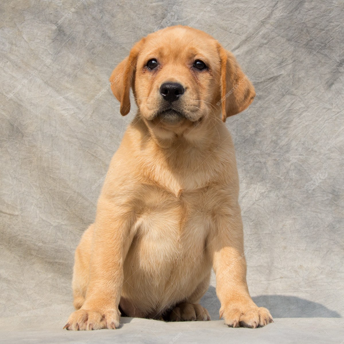 纯种拉布拉多犬幼犬狗狗出售 宠物拉布拉多犬可支付宝交易 拉布拉多犬 /编号10068400 - 宝贝它