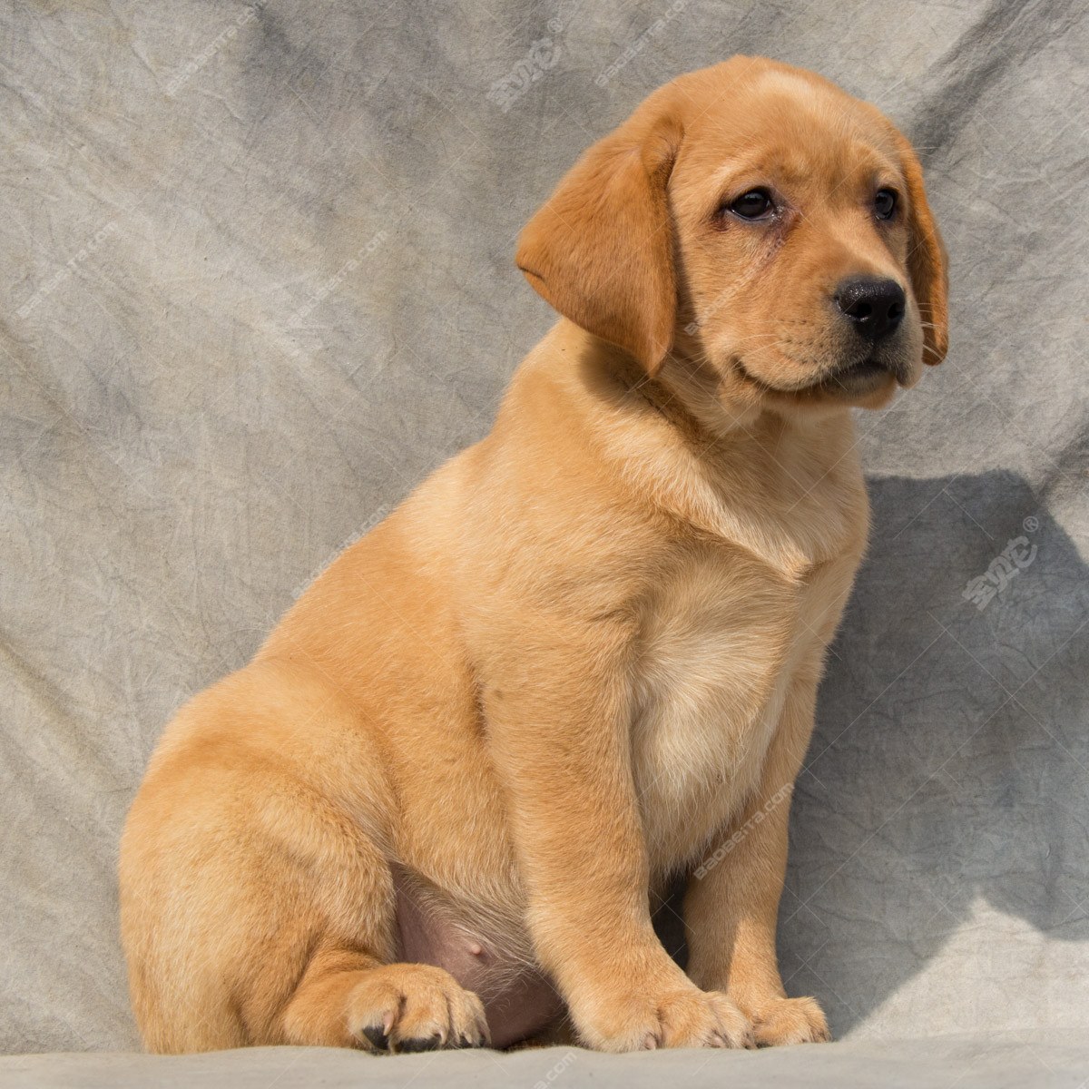 纯种拉布拉多犬幼犬狗狗出售 宠物拉布拉多犬可支付宝交易 拉布拉多犬 /编号10027000 - 宝贝它