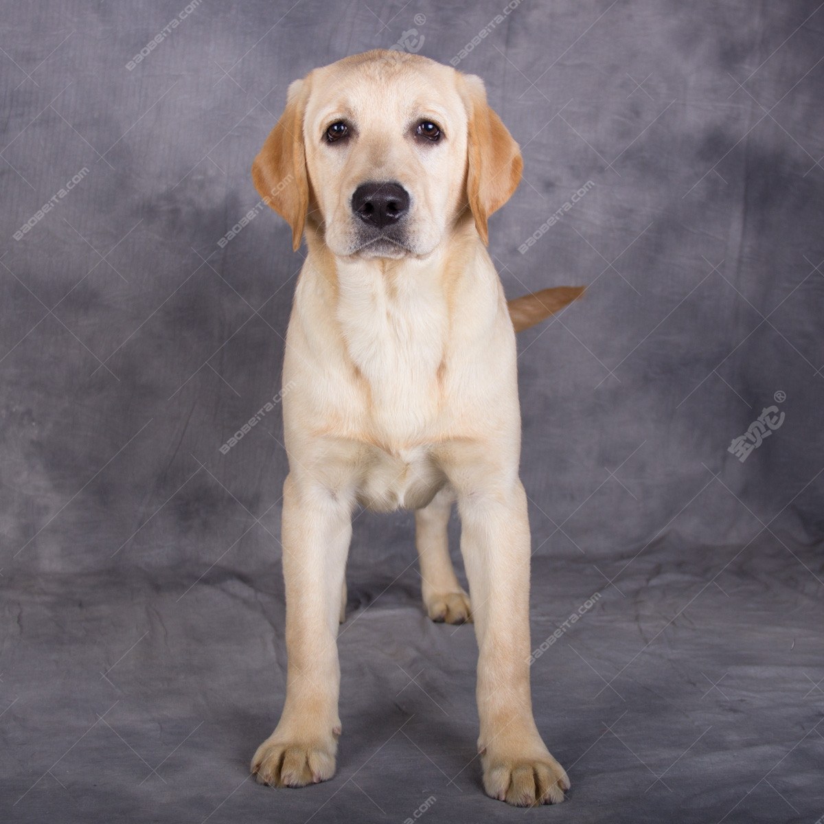 怎么训练拉布拉多犬__看拉布拉多逗小孩玩__