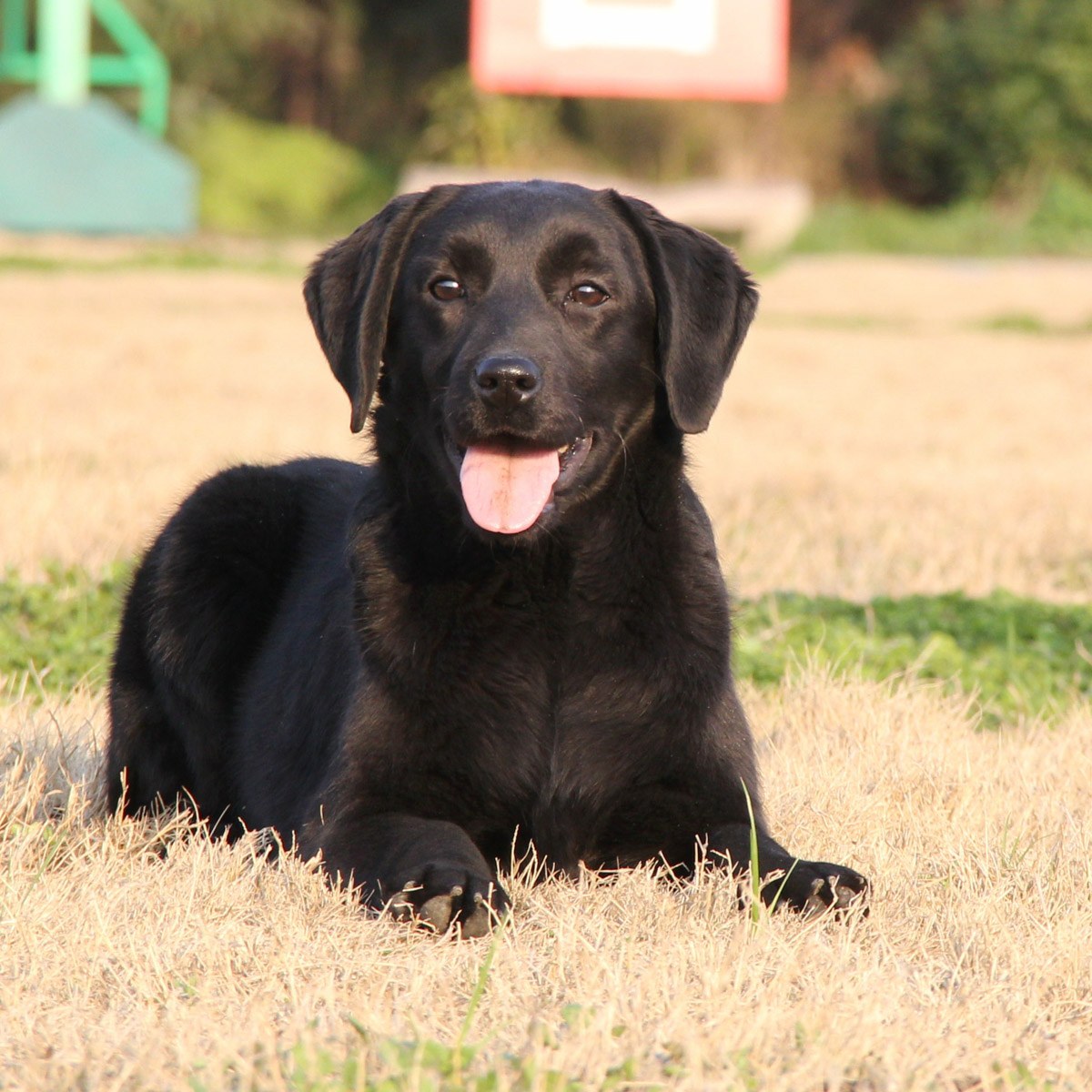 纯种拉布拉多犬幼犬狗狗出售 宠物拉布拉多犬可支付宝交易 拉布拉多犬 /编号10042400 - 宝贝它