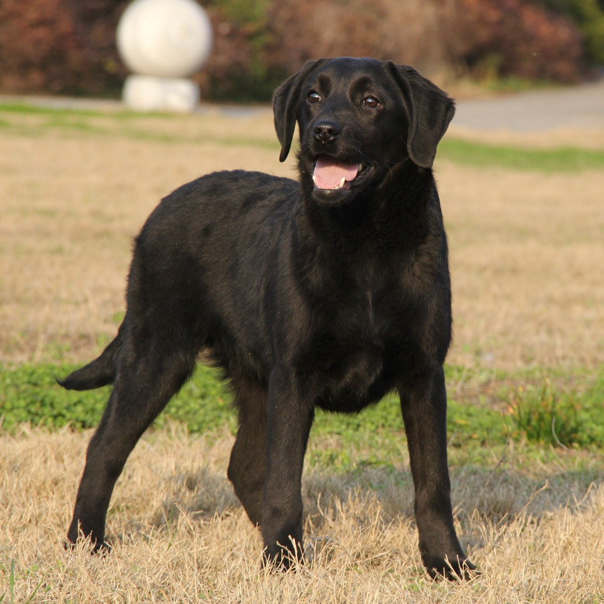 小狗 黑色拉布拉多犬 拉布拉多犬 - Pixabay上的免费照片 - Pixabay