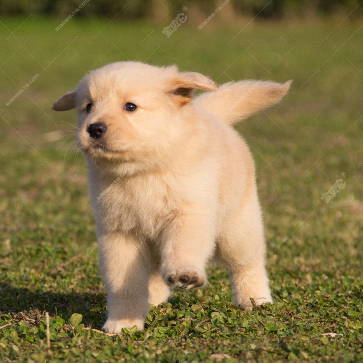 纯种金毛幼犬狗狗出售 宠物金毛犬可支付宝交易 金毛犬 /编号10082704 - 宝贝它