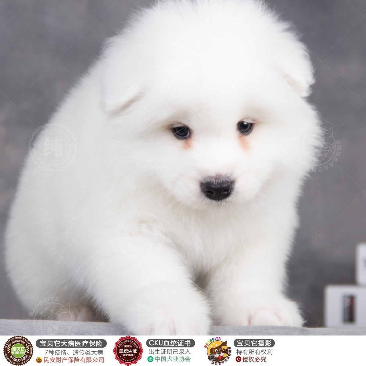 [已售] 萨摩耶犬/公dd/2587天龄/10115400