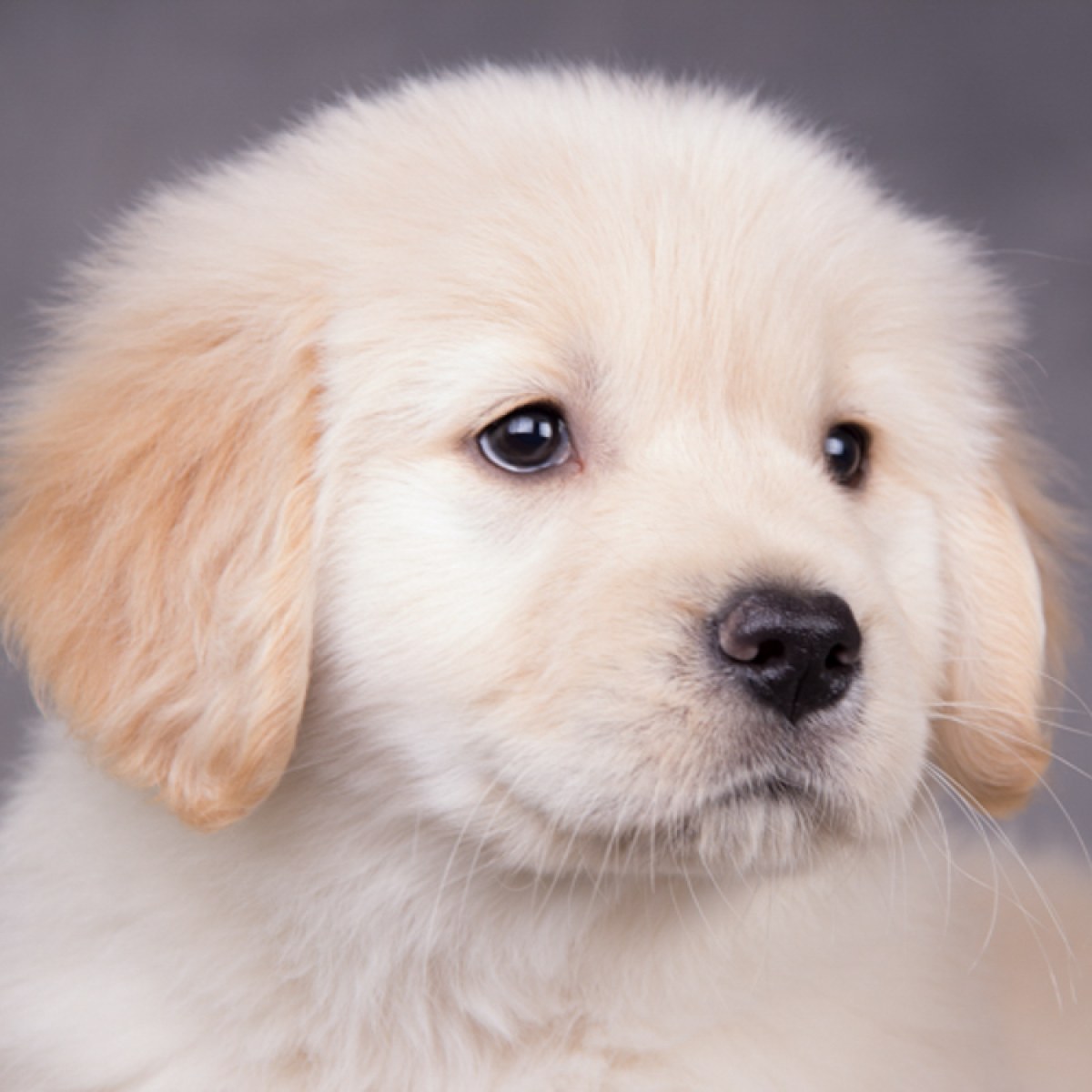 纯种金毛幼犬狗狗出售 宠物金毛犬可支付宝交易 金毛犬 /编号10033900 - 宝贝它