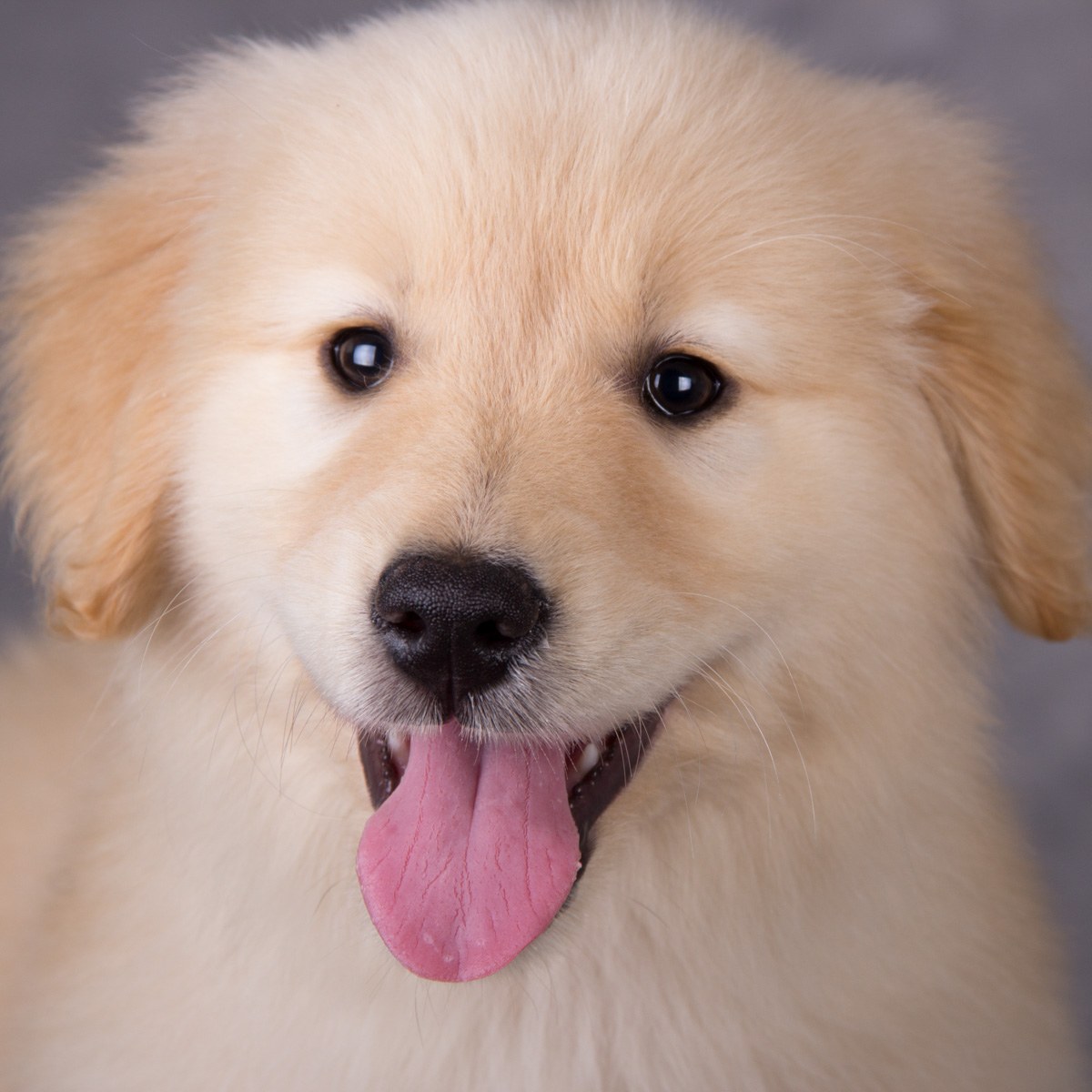 纯种金毛幼犬狗狗出售 宠物金毛犬可支付宝交易 金毛犬 /编号10032500 - 宝贝它