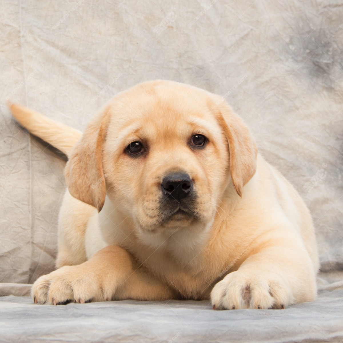 纯种拉布拉多犬幼犬狗狗出售 宠物拉布拉多犬可支付宝交易 拉布拉多犬 /编号10050900 - 宝贝它