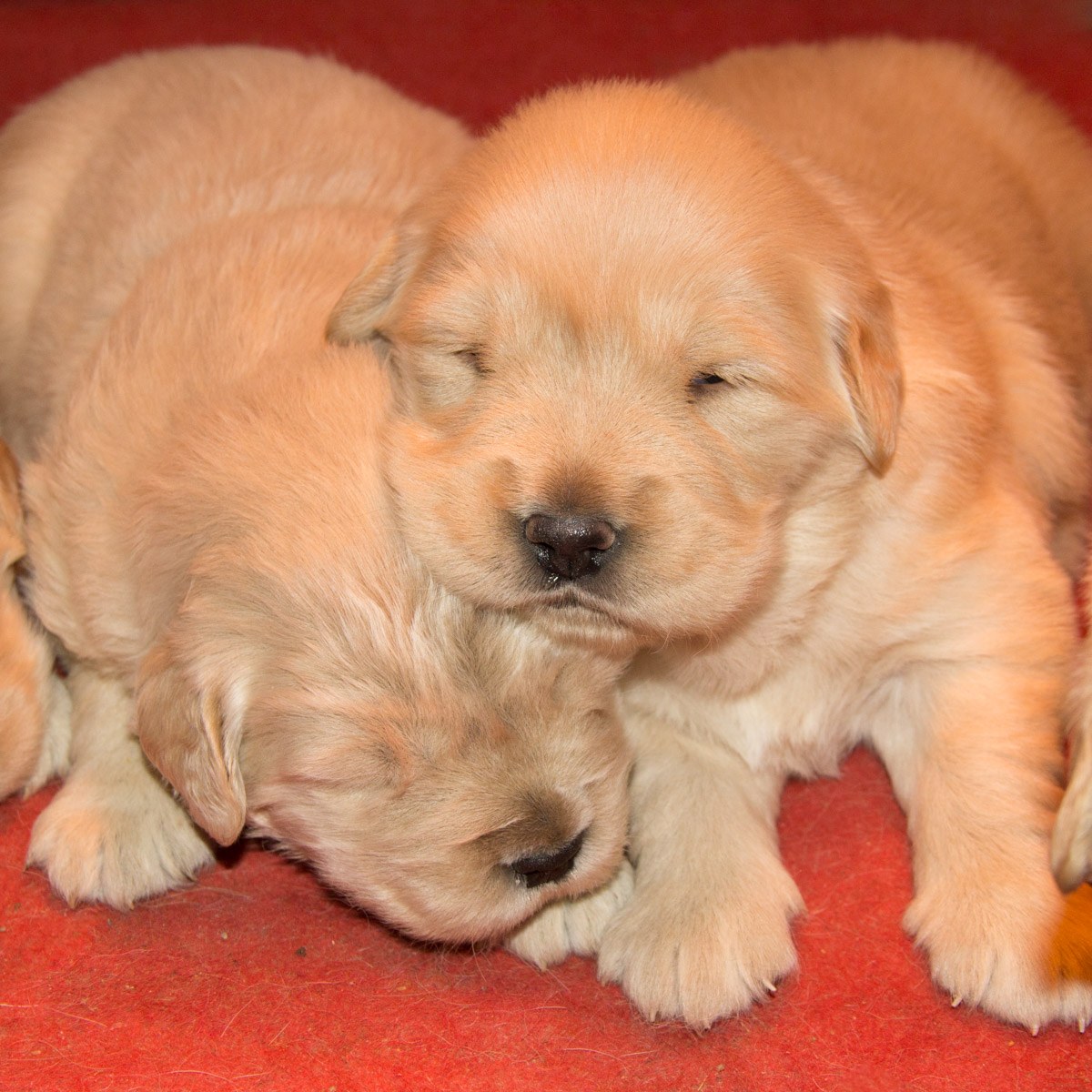 纯种拉布拉多犬幼犬狗狗出售 宠物拉布拉多犬可支付宝交易 拉布拉多犬 /编号10041800 - 宝贝它
