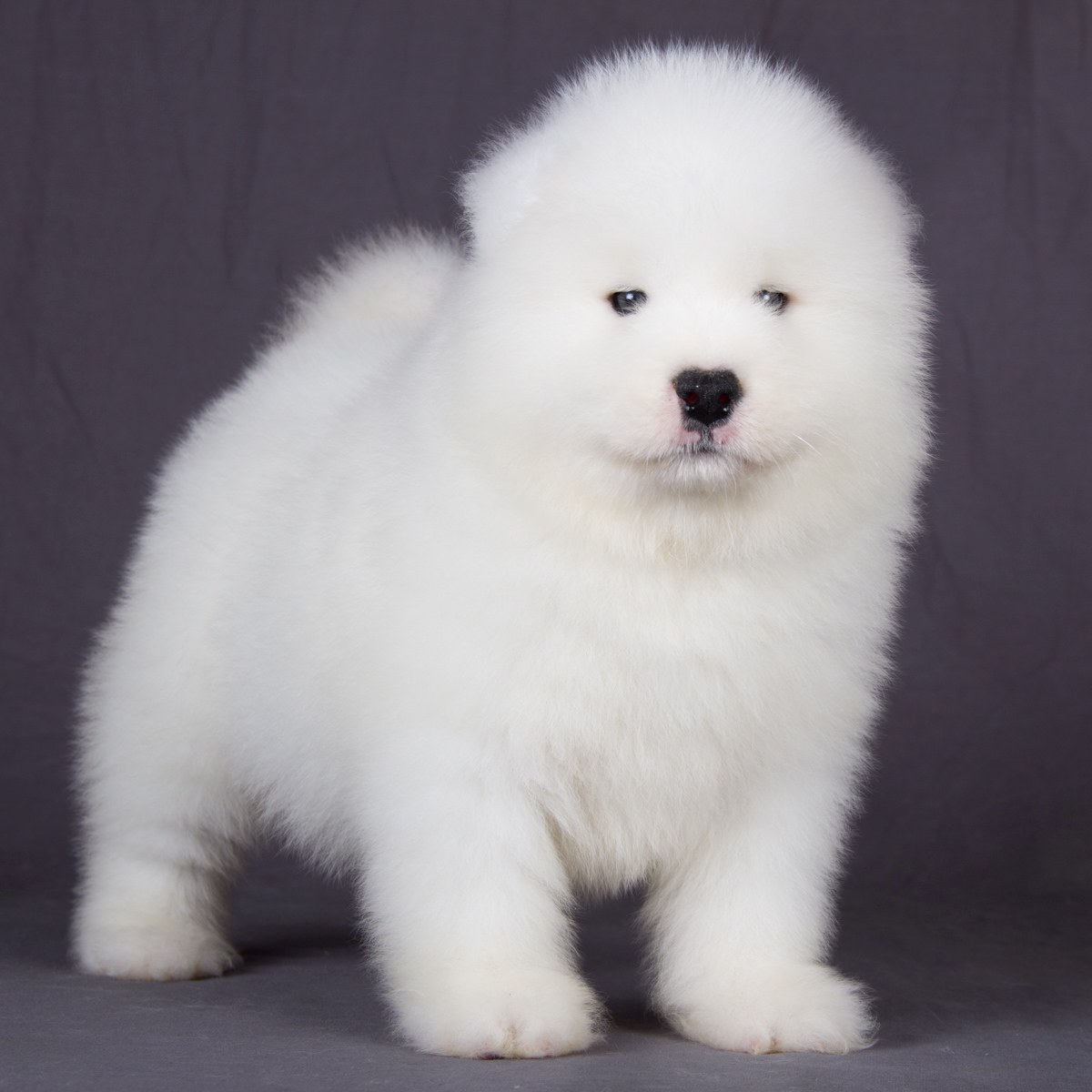 萨摩耶犬