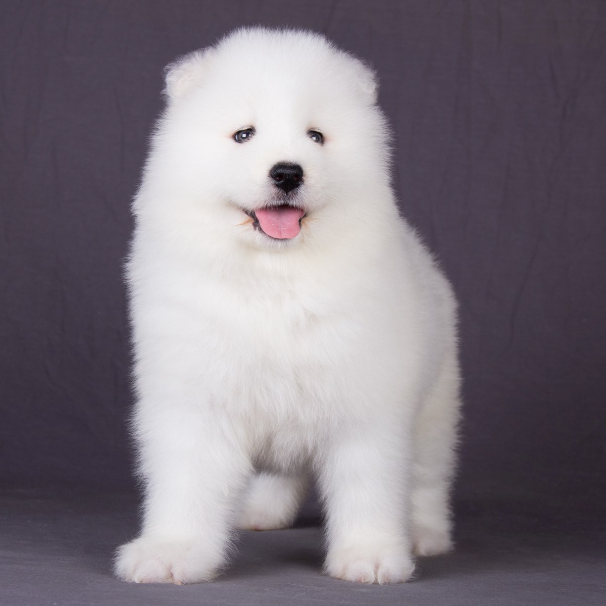萨摩耶犬