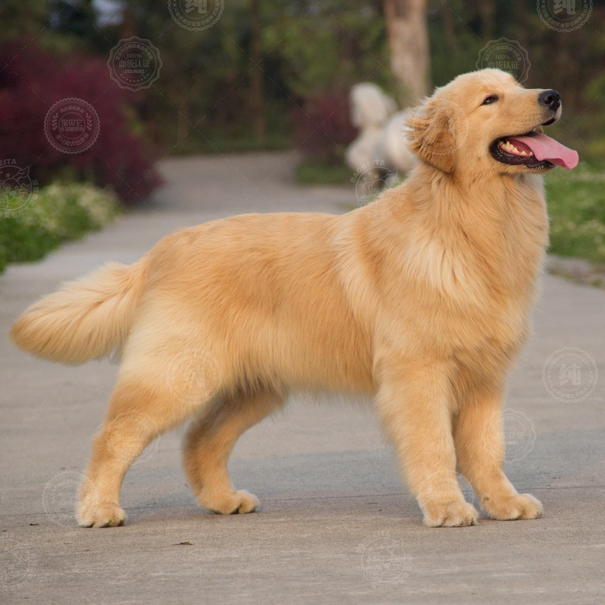 怎么训练小金毛犬小金毛犬训练方法分享|【金