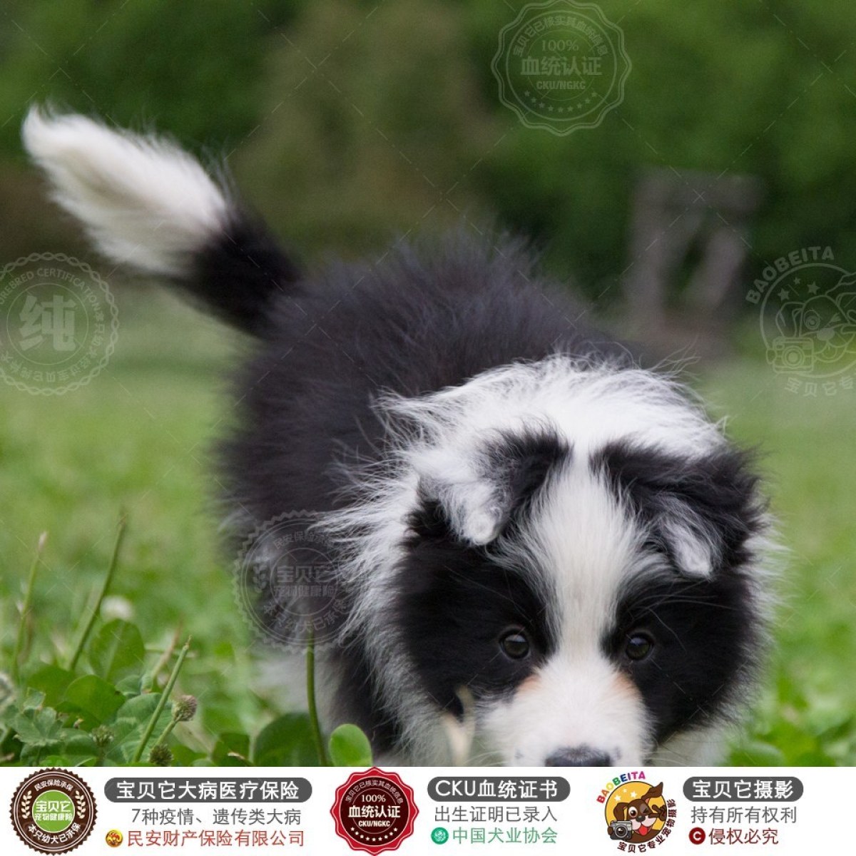 边境牧羊犬简易训练基本口令!视频