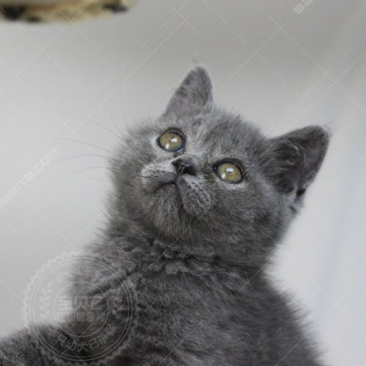 蓝猫(蓝白)