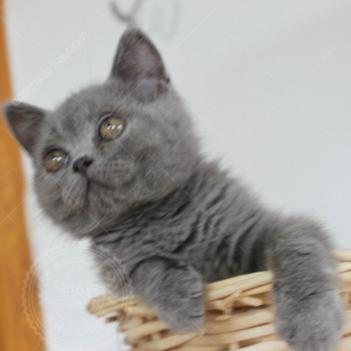 七叶英短猫舍英国短毛猫蓝白蓝猫宠物猫摄影图|摄影|动物|七叶英短猫舍 - 原创作品 - 站酷 (ZCOOL)