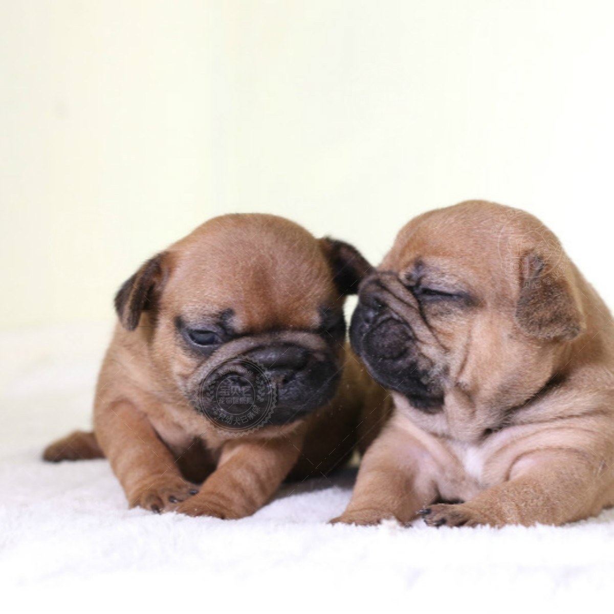 法国斗牛犬 法国斗牛犬 /编号10156200 宝贝它