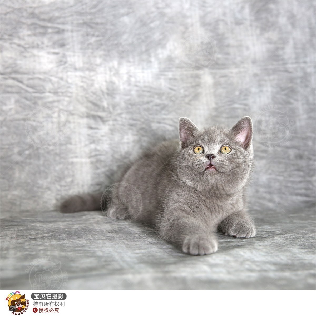 单血统英短蓝猫 英国短毛猫 公dd / 公dd / 生日03.