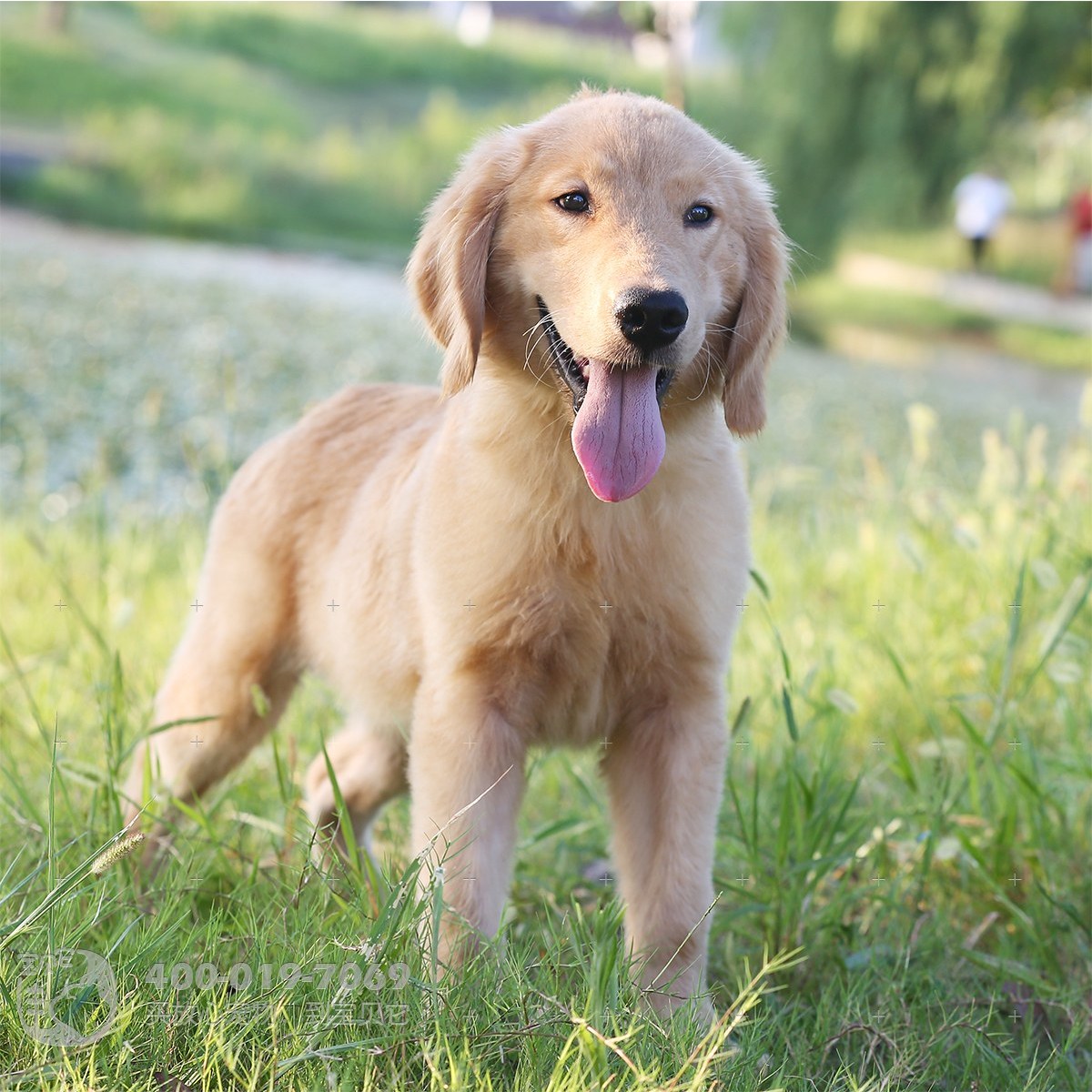 成年金毛犬的标准体重是多少？ - 知乎