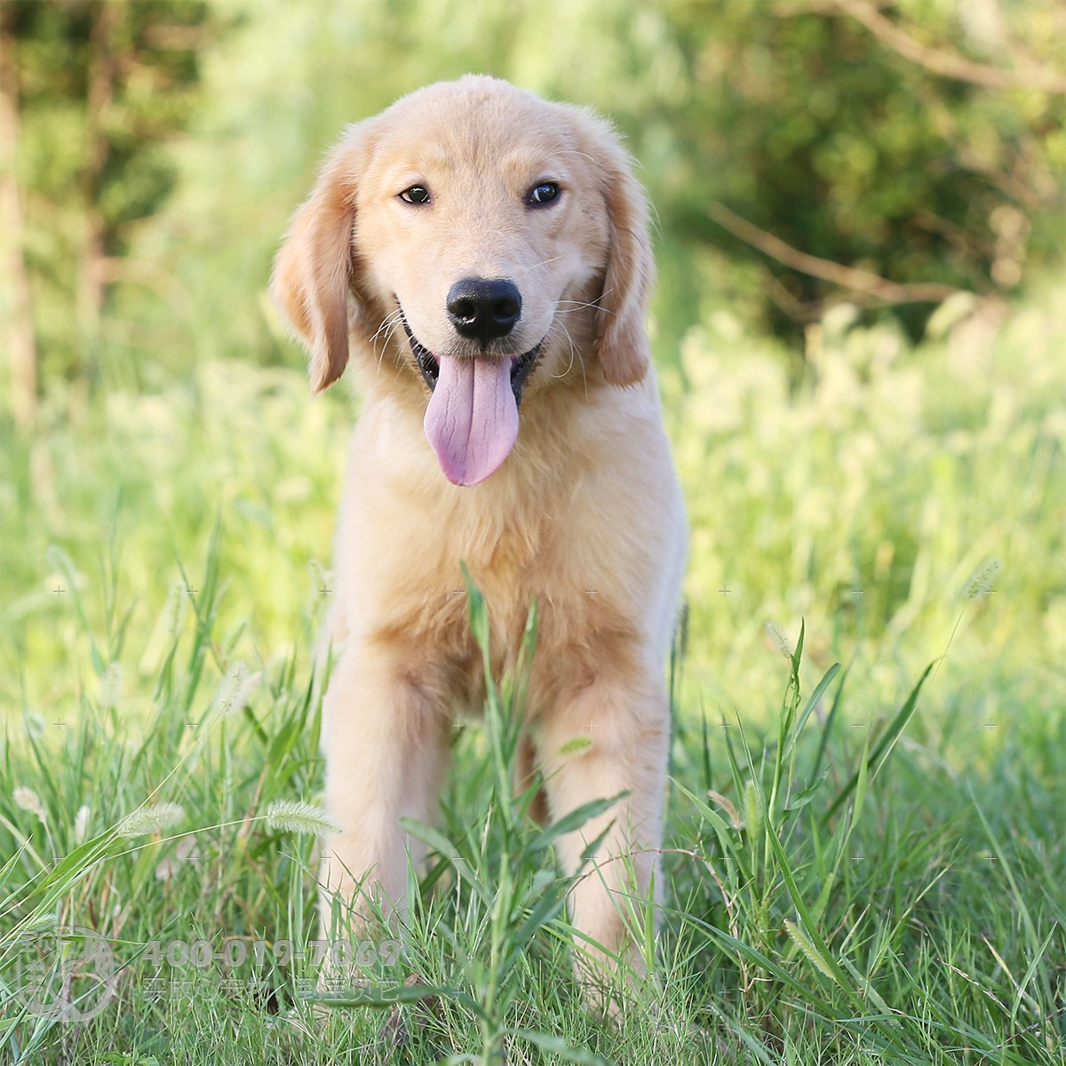 纯种金毛幼犬狗狗出售 宠物金毛犬可支付宝交易 金毛犬 /编号10082701 - 宝贝它