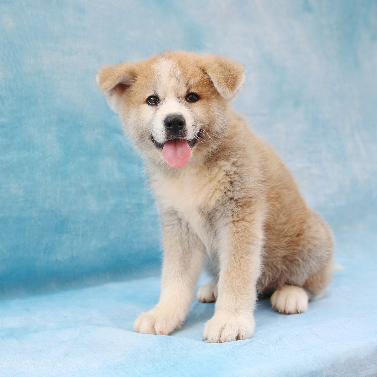 [已预订] 秋田犬/母mm/1041天龄/10172302