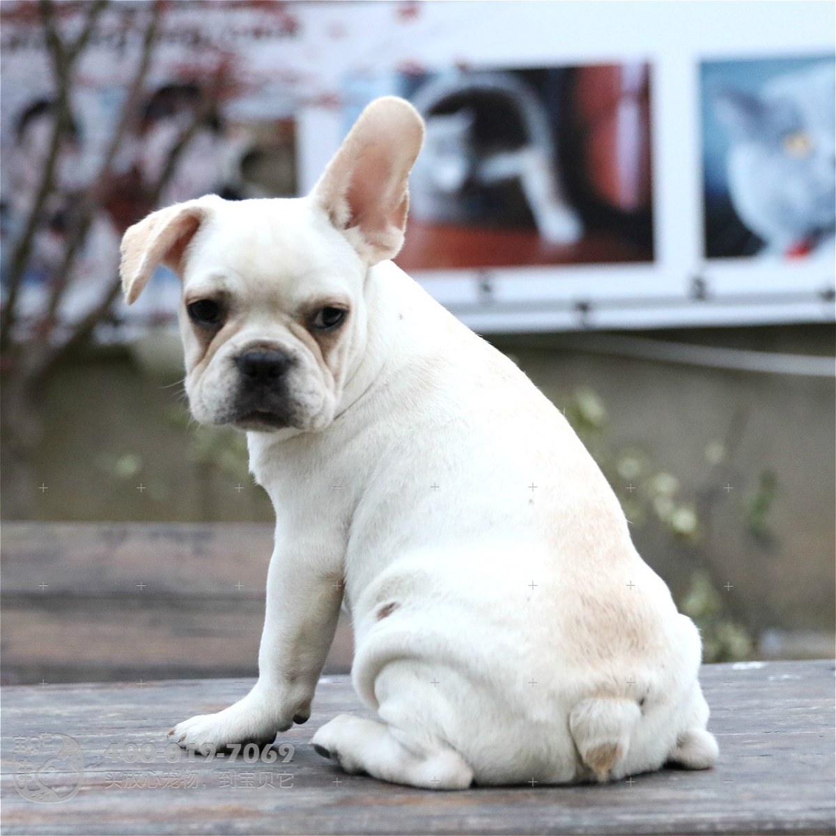 绿色草坪上的法兰西斗牛犬