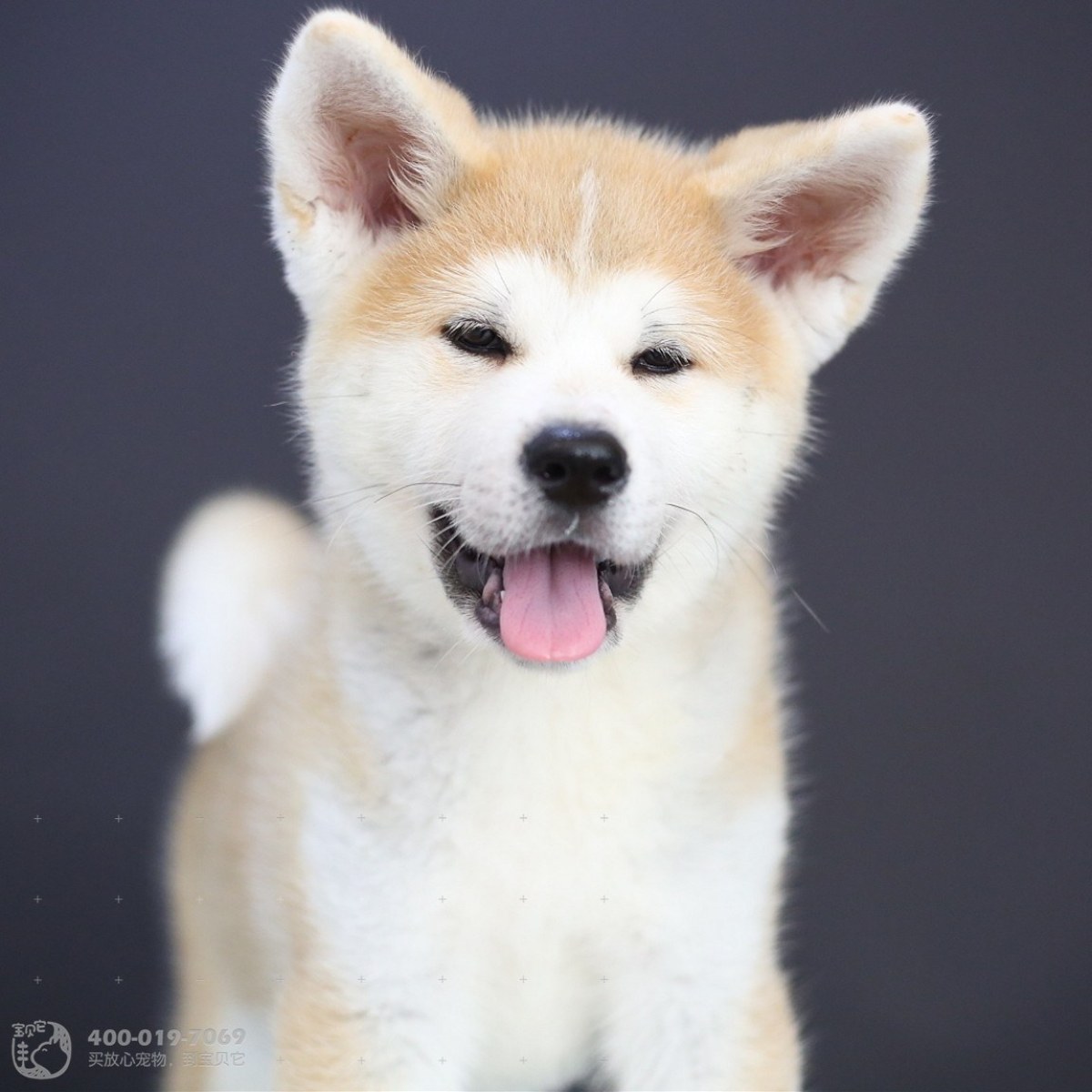 秋田犬 / 公dd / 生日03.10 双鱼座 / id:10193600
