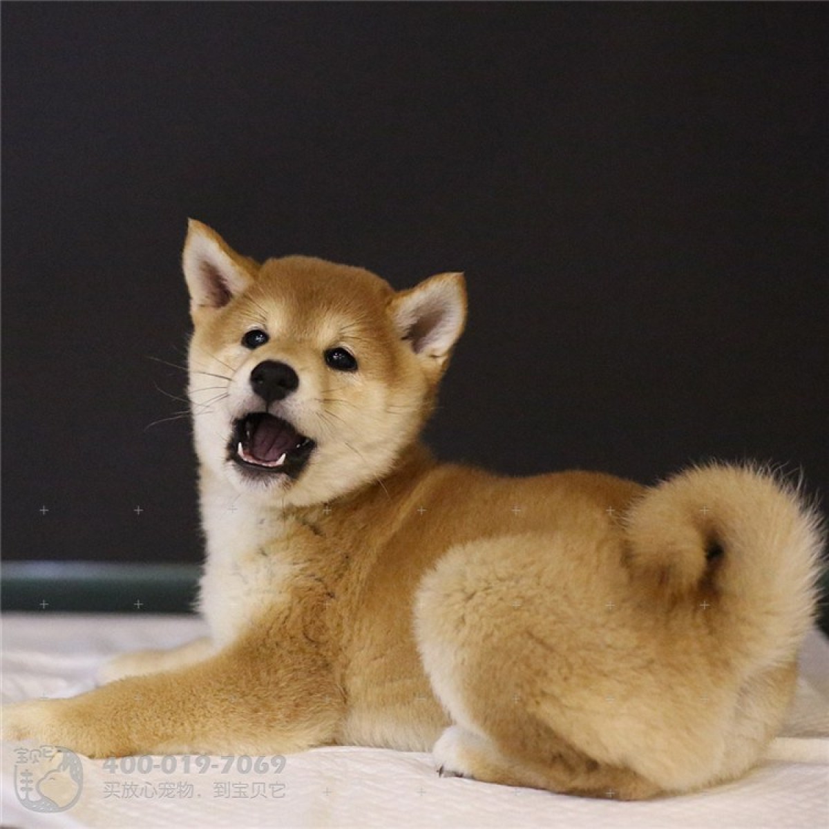 柴犬/ 母mm / 生日05.05 金牛座 / id:10194500