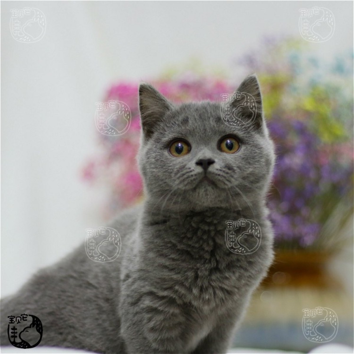 蓝猫英短公dd生日0715巨蟹座id10204300