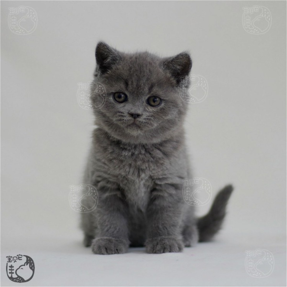 蓝猫英短母mm生日0910处女座id10210800