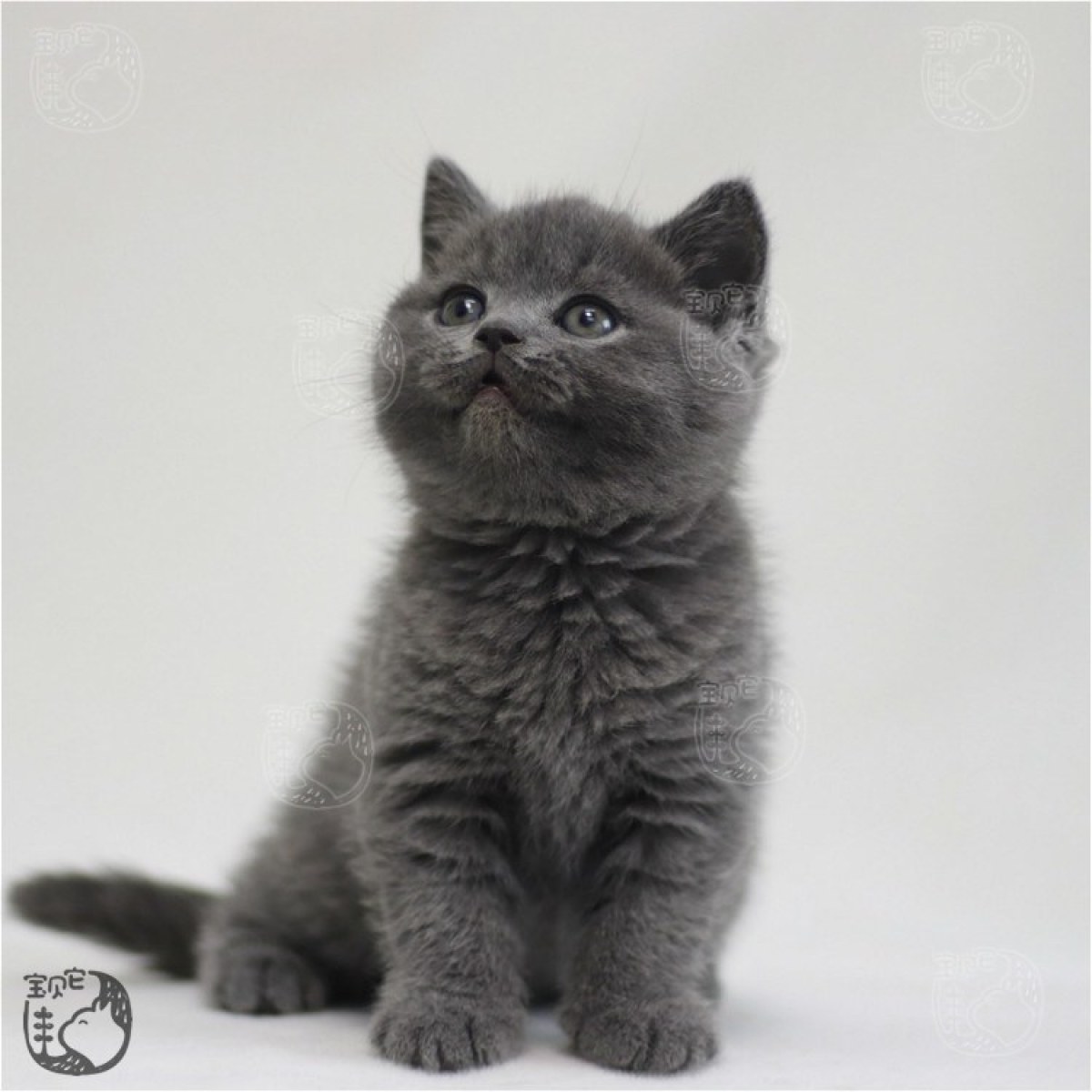 蓝猫(英短) / 母mm / 生日09.10 处女座 / id:10210900