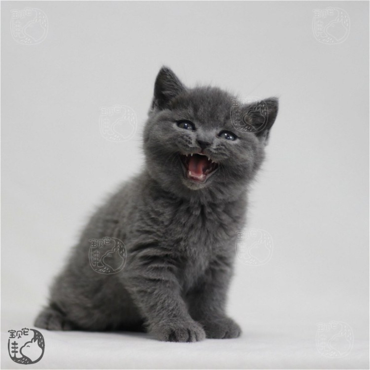 蓝猫(英短) / 母mm / 生日09.10 处女座 / id:10210900