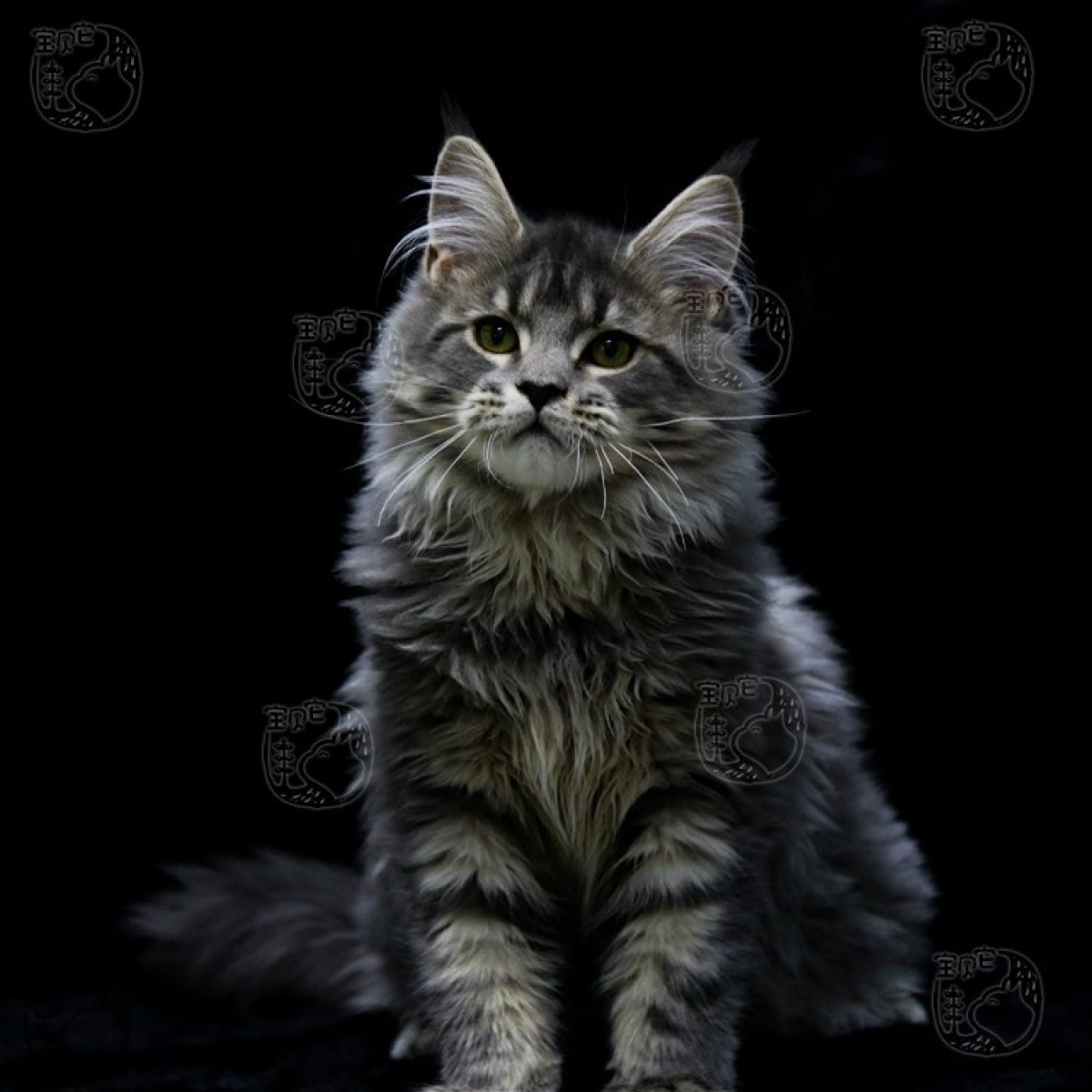 缅因猫 / 母mm / 生日09.05 处女座 / id:10212100