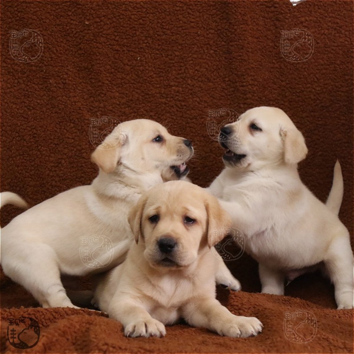 纯种拉布拉多犬幼犬狗狗出售 宠物拉布拉多犬可支付宝交易 拉布拉多犬 /编号10050700 - 宝贝它