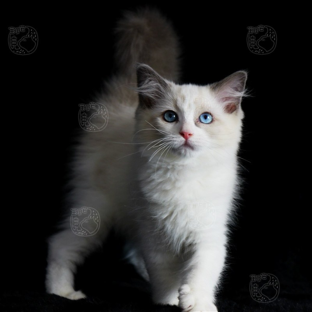[已售] 布偶猫/母mm/10216600