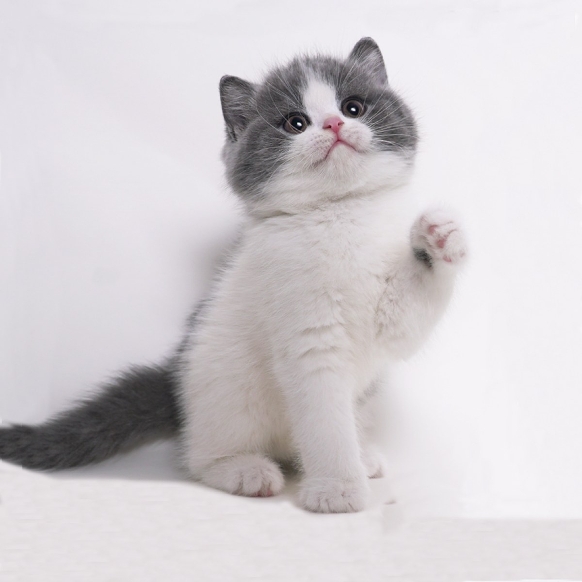 英短蓝猫母mm蓝白色20200101母mm生日0101魔羯座id10448400