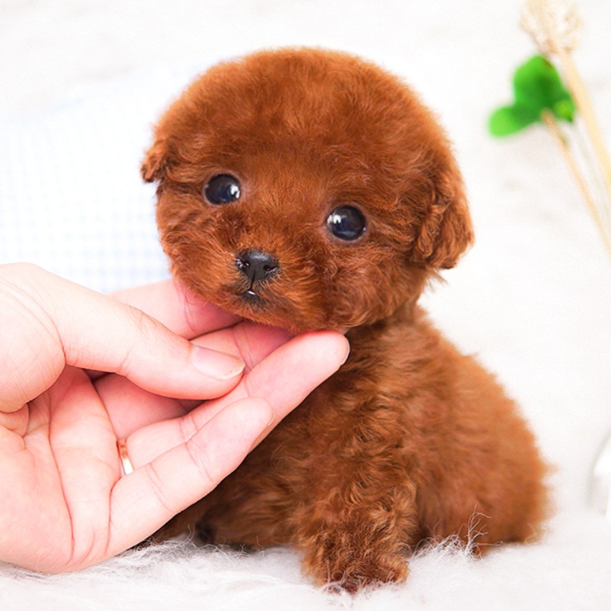 博美茶杯犬价格_茶杯博美价格_茶杯犬一只多少元_茶杯犬博美犬_爱乐网