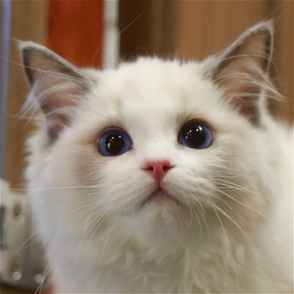 布偶猫母mm蓝双色20190808猫妙三多美国辉瑞硕腾母mm生日0808狮子座id