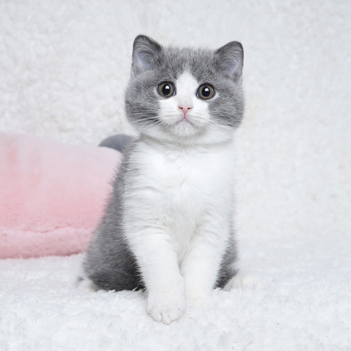 英短蓝白猫/母mm/蓝白色/2019-08-27/[猫]猫三联(荷兰英特威.