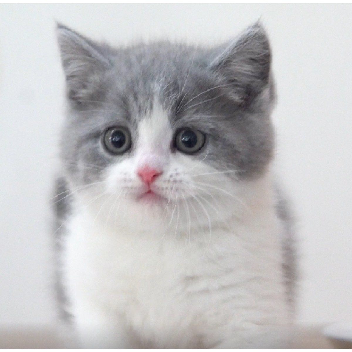 英短蓝白猫公dd蓝白色20191031猫妙三多美国辉瑞硕腾公dd生日1031天蝎