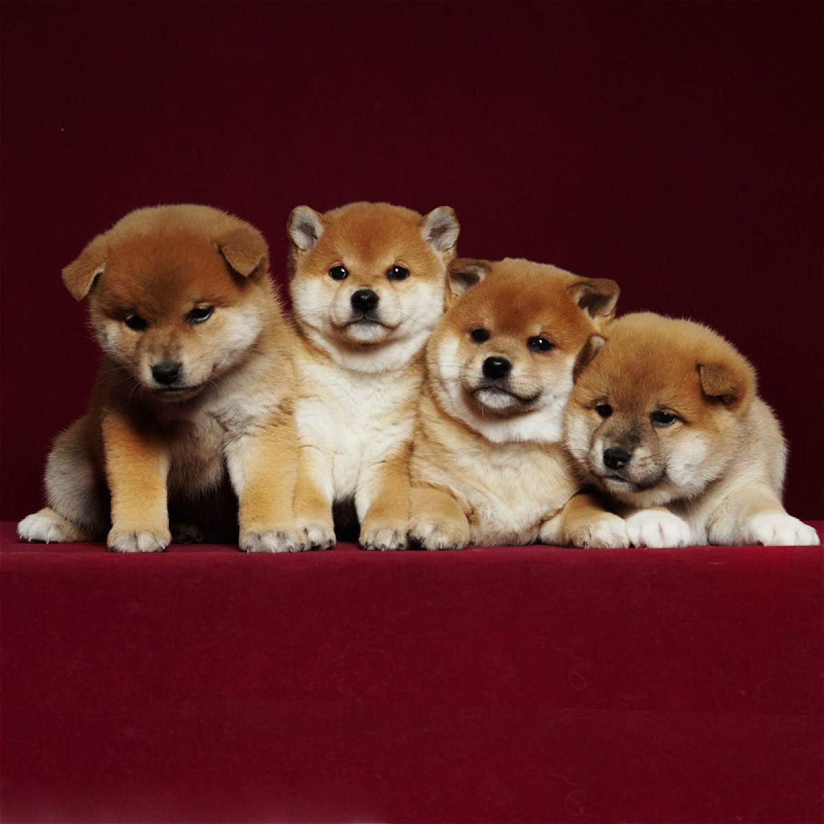 柴犬母mm棕红色标体犬辉瑞五八联美国母mm生日id10592303