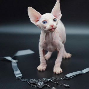 无毛猫(斯芬克斯猫)_无毛猫价格_CFA注册专业无毛猫猫舍- 宝贝它