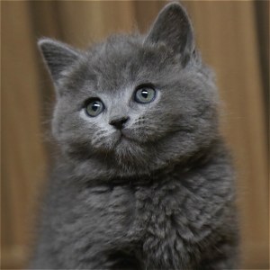  英短蓝猫 公DD英短蓝猫/公DD/蓝灰色/2020-01-11/[猫]妙三多(美国辉瑞.硕腾)