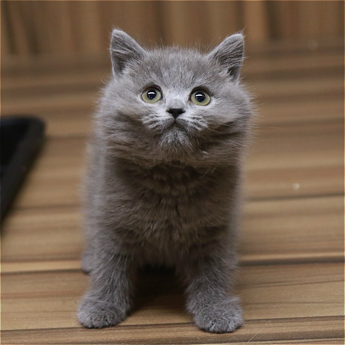 英短蓝猫/母mm/蓝灰色/2020-01-11/[猫]妙三多(美国辉瑞.