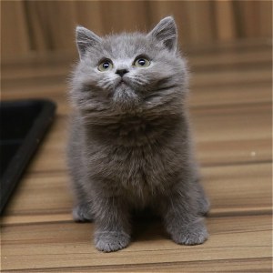  英短蓝猫 母MM英短蓝猫/母MM/蓝灰色/2020-01-11/[猫]妙三多(美国辉瑞.硕腾)