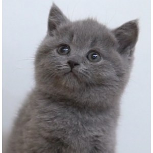  英短蓝猫 公DD英短蓝猫