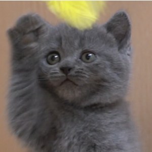  英短蓝猫 母MM英短蓝猫/母MM/蓝灰色/2020-02-16/[猫]妙三多(美国辉瑞.硕腾)