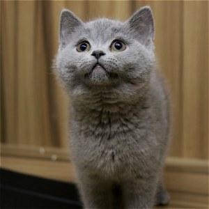  英短蓝猫 母MM英短蓝猫/母MM/蓝灰色/2020-02-24/[猫]妙三多(美国辉瑞.硕腾)